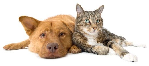 Dog and cat together on white background. Wide angle picture.