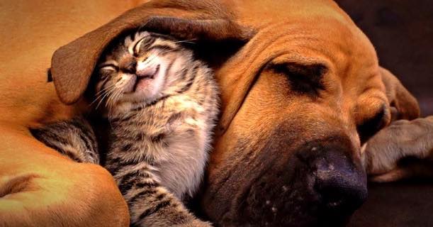 cat-and-dog-image