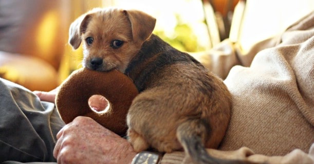 cute-puppy-dog-image