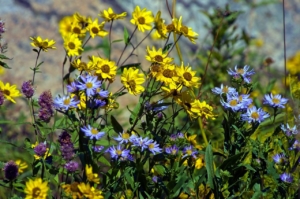 FREE Wildflower Seed Card!